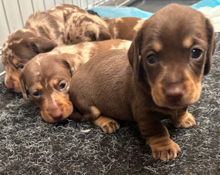 most gorgeous, beautiful dachshunds