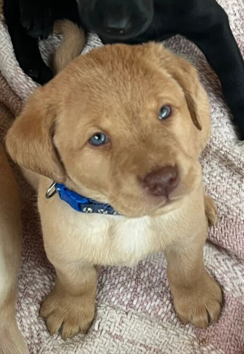 Beautiful Labrador Retriever Puppies for Sale &ndash; 9 Healthy Puppies (5 Boys & 4 Girls) &ndash; Vaccinated, Microchipped & Ready from 6th April 2026