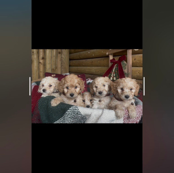 Beautiful cockapoo looking for their forever home
