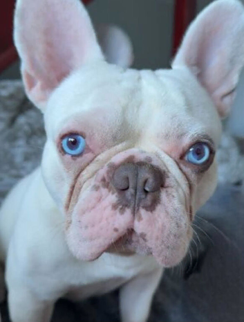 SweetBoy Hugo ♡