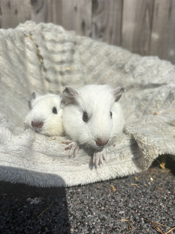 2 male guinea