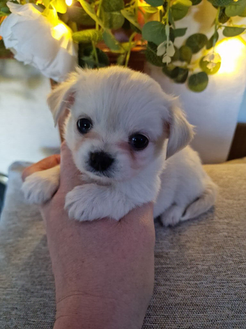 Stunning Long-Haired Apple Head Chihuahua Puppies Ready Now