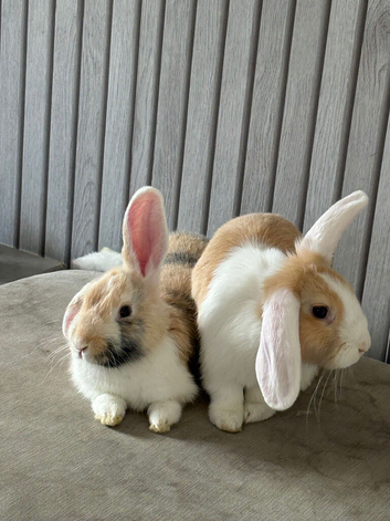 lop rabbits