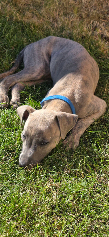 Whippet / italian greyhound (wiggies) Stunning puppies