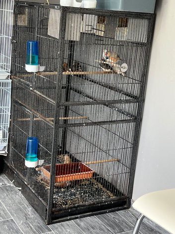 6 pair and cage