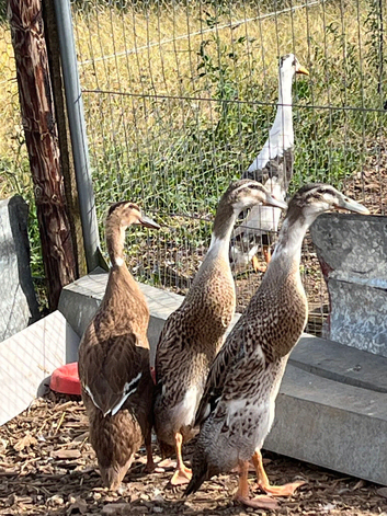 Indian runner ducks