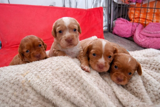 ALL PUPS RESERVED