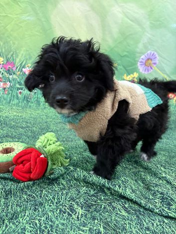 Minature poodle / chiwawaa