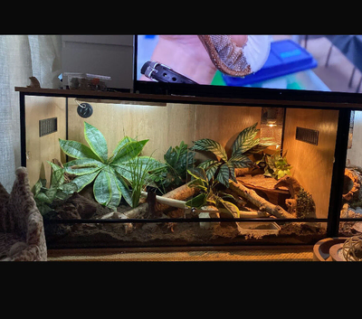 Female Boa Constrictor and Viv