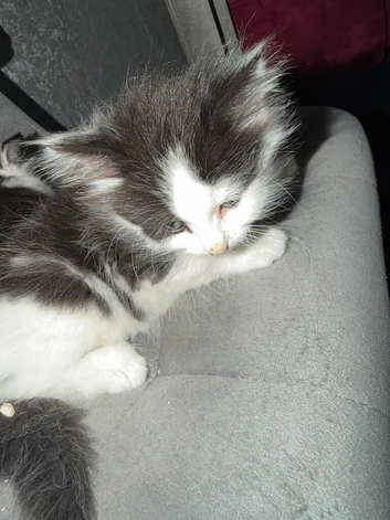 2 Adorable Tuxedo male kittens available