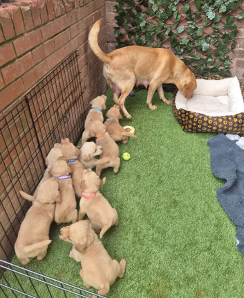 Stunning litter of F1 Goldador puppies