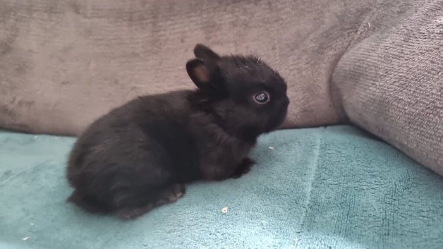Neverland dwarf rabbit