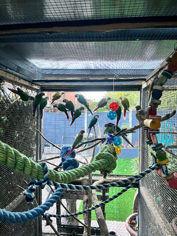 Conures for sale