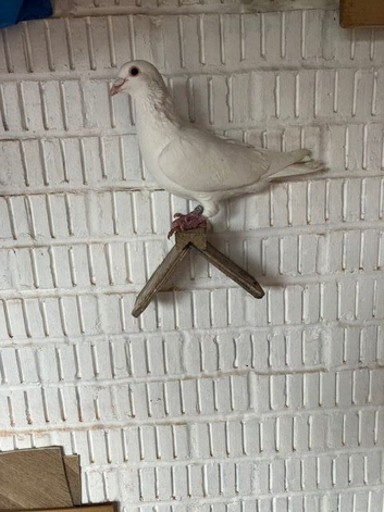 2 X Meuleman Cock birds, &pound;60