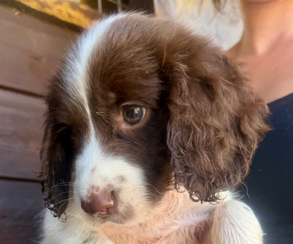 Sprocker puppy&rsquo;s