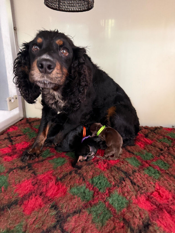 Kc Black and Tan boys only 17 dna health tested clear