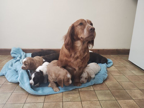 Cocker Spaniel Puppies