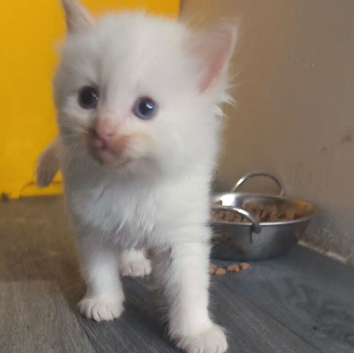 Cheap Gorgeous fully white fluffy kitten for sale