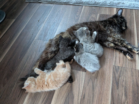 3 beautiful kittens looking for forever homes
