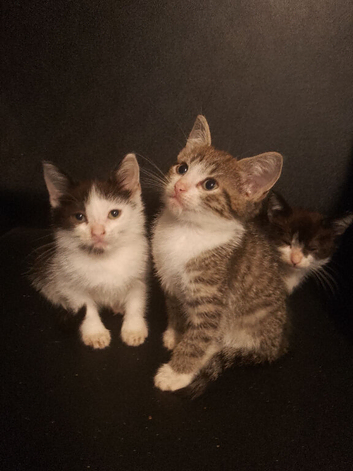 Beautiful little kittens