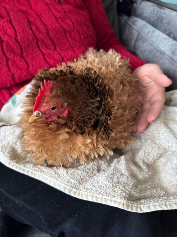 A gorgeous frizzle chicken for sale