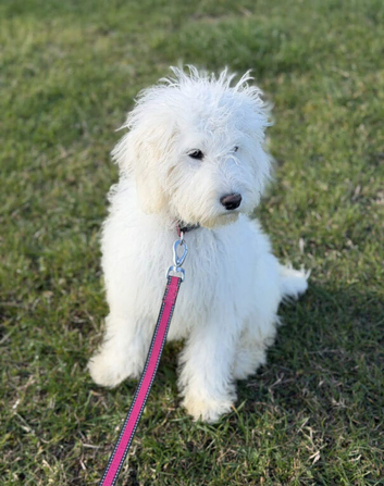Goldendoodle Health tested parents