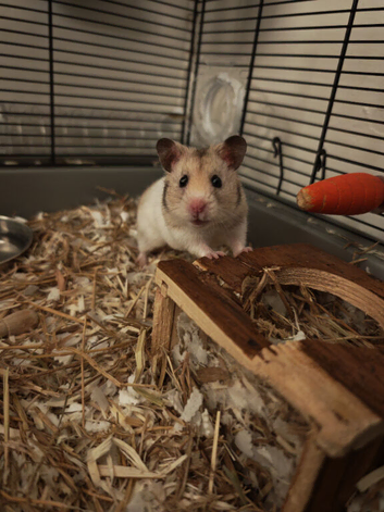 Syrian Hamster - plus everything