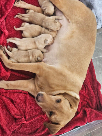 Kc reg labrador puppis red/yellow