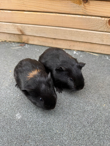 Two smooth haired sisters