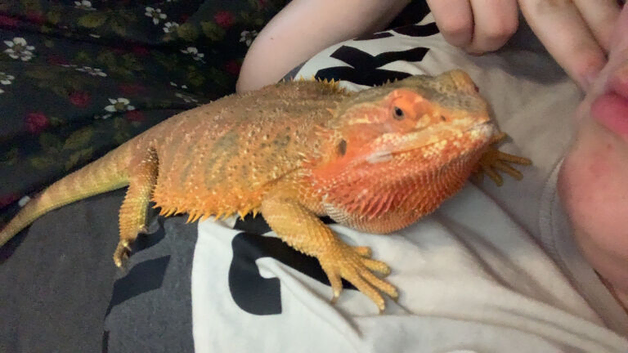 Male bearded dragon with viv