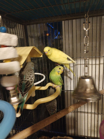 Beautiful baby budgies