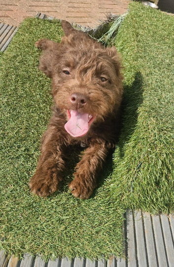 Patterdale terrier