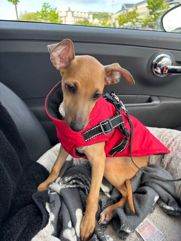 Stunning Italian greyhound boy