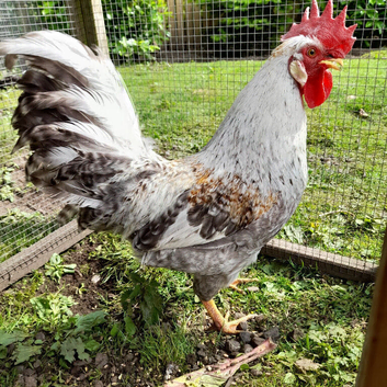 CREAM LEGBAR COCKEREL