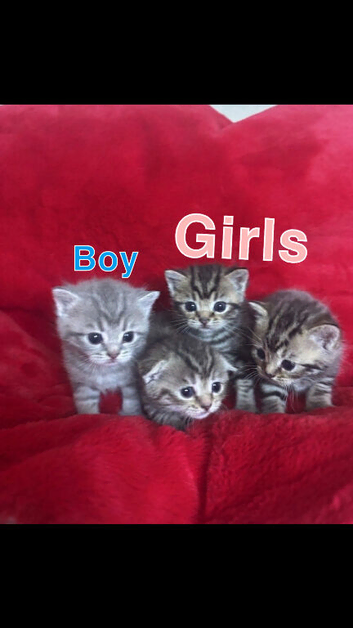 Beautiful Scottish fold kittens