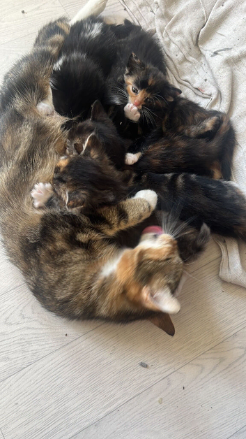 1 black and white kitten left