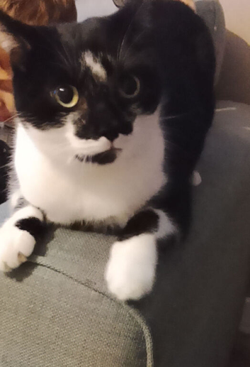 Black and white cat