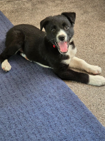 With a heavy heart I have to sell my 6 month old pup as my 4 year old will not get on with it