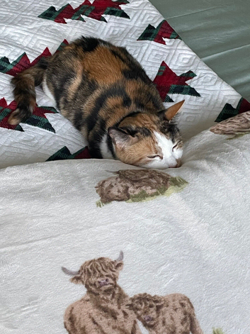 2 gorgeous make kittens