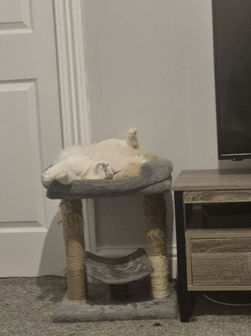 X2 cats