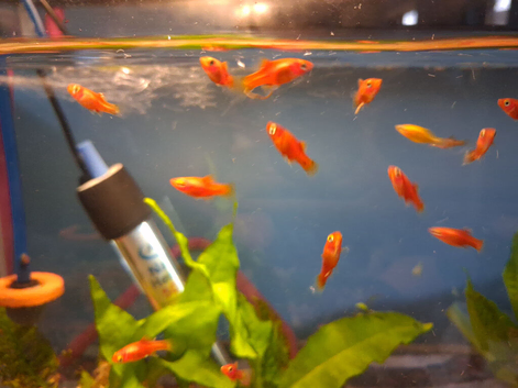 Platys for sale