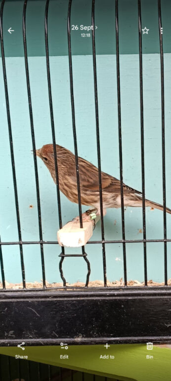 Linnet/redpoll highbreed
