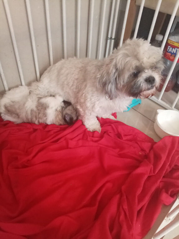 Shih Tzu puppy