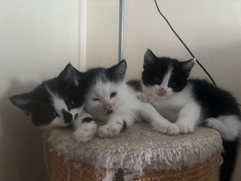 Black and white female kittens