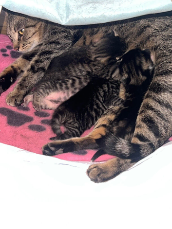 Kittens for loving homes