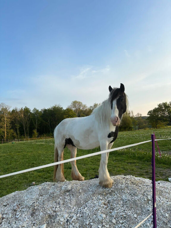 13.1/2 cob mare 14 yrs old