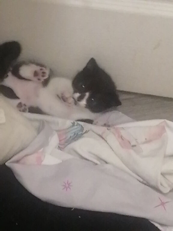Beutifull kittens for sale