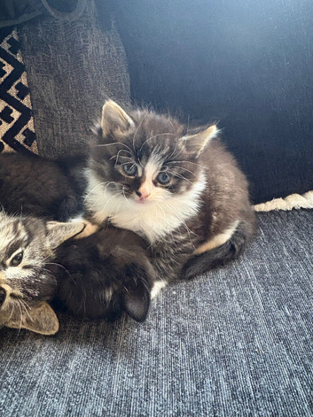 Last kitten available out of a litter of 4