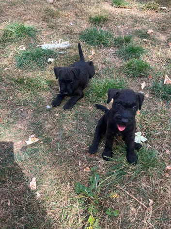 Patterdale x Lakeland terrier puppies
