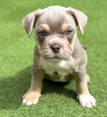 French bulldog x Pocket bully puppies for sale! READY NOW!!!